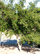 Texas Ebony-Pithecellobium